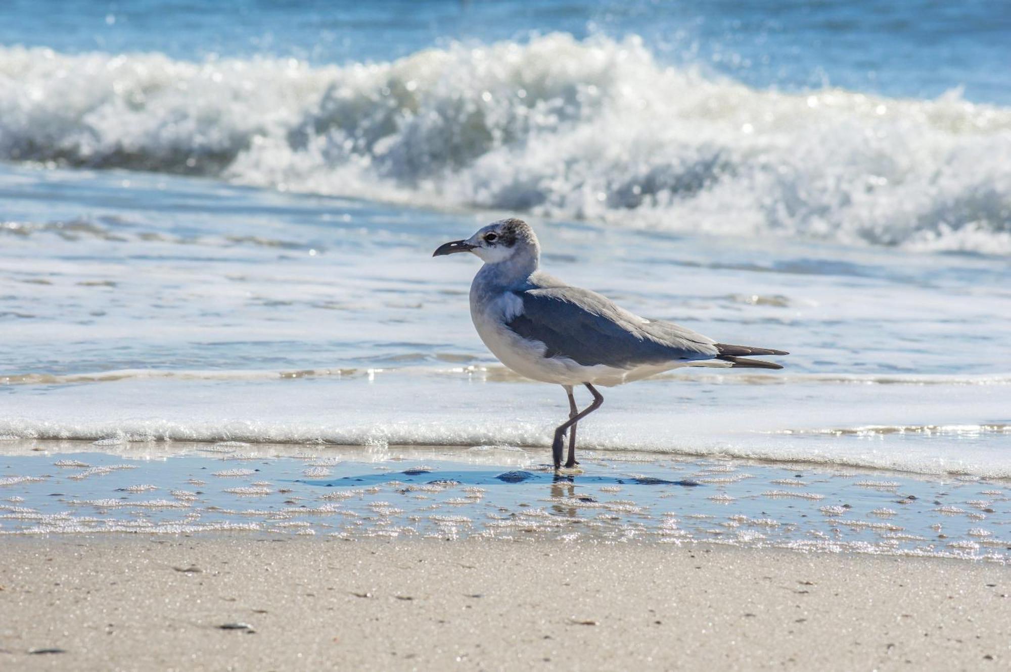 Super Cute With Deeded Beach Access Gulf Shores Ngoại thất bức ảnh